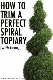 Armada topiary trees artificial faux fakes spiral plant green cedar tree boxwood topirary plants indoor outdoor decor with plastic pot set of 2 (35 inch) 4.5 out of 5 stars. How To Trim A Perfect Spiral Topiary Pith Vigor By Rochelle Greayer
