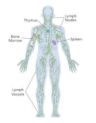 Your immune system works around the clock in thousands of different ways, but it does its work largely unnoticed. Immune System The Partnership In Education