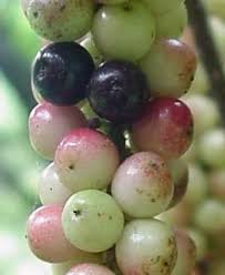 Image result for Antidesma venosum