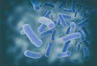 Image result for ALS parasites fungus molds