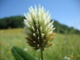 Image result for Trifolium squarrosum