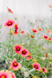 Contact our friendly, professional office staff to schedule a tour today. Explore Spring Blooms In Columbia Sc Gardening Notes Flowers