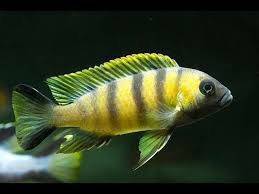 Image result for Amphicarpaea africana