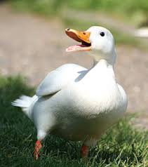It was originated in china and is now one of the most popular commercial duck breeds. The Nibble Types Of Ducks The Nibble Webzine Of Food Adventures The Nibble Webzine Of Food Adventures