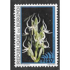 Image result for Habenaria adolphi