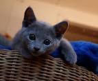 Russian Blue Kittens For Sale - Silver Blues Cattery