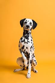 This Pet Photo Gallery Was Taken By Leigh Demshar Of Chewbone Studio And Features Our Bold Marmalade Seamless Paper Backdrop See Puppy Portraits Pets Puppies