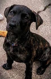 You need to select atleast one of the filters. Dutch Shepherd Lab Mix Milka