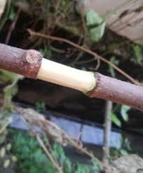 Cara tanam dan penjagaan mangga lebih mudah berbanding pokok durian dan ia berbuah seawal 2 tahun jika pokok yang sudah di cantum atau di kawinkan. Cara Tut Pokok Ciku