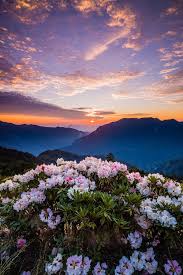Taiwan Alpine Rhododendron By Jeff Lee Visit Japan Travel Philippines Travel Pictures