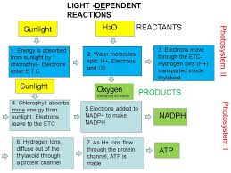 Maybe you would like to learn more about one of these? Is Atp A Product Of Photosystem 1 Wasfa Blog