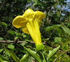 Image result for Dolichandra unguis-cati