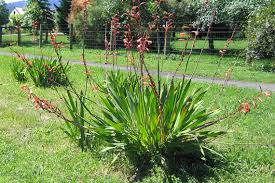 Image result for Watsonia