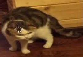 Pin On Funnycats