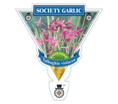 The leaves and flowers of society garlic are edible and make. Tulbaghia Violacea Variegated Society Garlic Touch Of Class Plants Modern Plants For Modern Gardens