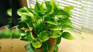 Money Plant Ke Upay, Totke: घर के इस ...