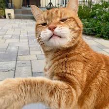 Jual kucing galau jakarta pusat floristonline tokopedia. Pin Oleh Suzy Putman Di Cat Kucing Anak Anjing Lucu Anak Kucing Menggemaskan