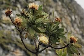 Image result for Isoetes welwitschii