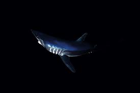 The shortfin mako shark is a large, predatory shark that lives in the open ocean and reaches lengths of 12 feet (3.8 m) and weights of at least 1200 pounds (545 kg). Speed Demon New Zealand Geographic