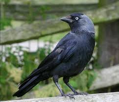 Birds That Start With Letter I 10 Spectacular Animals That Start With The Letter J In 2020 Jackdaw Animals Beautiful Birds