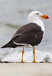 Video shows seagull flying into teen's face on jersey shore amusement park ride. Gull Wikipedia