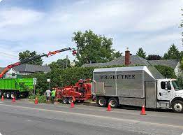 Ottawa Tree Removal Pruning Services Wright Tree Service