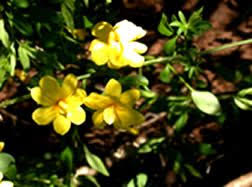Image result for Jasminum breviflorum
