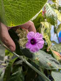 Image result for Argyreia nervosa