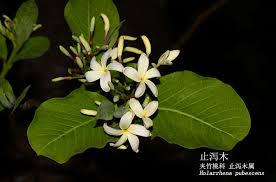 Image result for Holarrhena pubescens