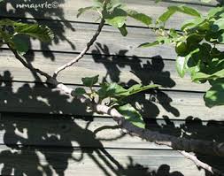Figuier Ficus Carica Culture Et Entretien