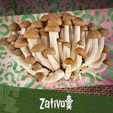 Although the golden teacher is a mushroom that we recommend for beginners there are still mushroom species that are less strong. Wie Du Deine Eigenen Magic Mushrooms Heranzuchtest Zativo