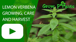 In the kitchen, lemon verbena is known to be used in sweet cocktails and iced teas, as well as a garnish for salads and fruit cups. Lemon Verbena Growing Care And Harvest Youtube
