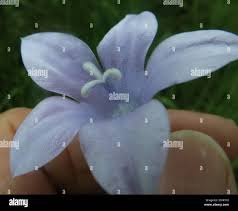 Image result for Wahlenbergia krebsii