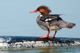 Bill is heavy and black. 16 Birds With Red Beaks Pictures And Info Bird Feeder Hub