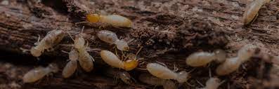 Free inspection or buy online! Keller Pest Control Residential Commercial Pest Control