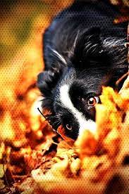 Photography Households Surprise Popular Animal Kasia Level Pets Dogs Ever Than More That Next Your Take Your Animal Photography Pets Photography