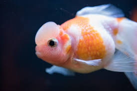 Fancy Goldfish Types Tank Care Guide And Much More