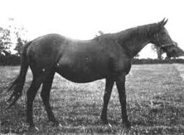 Pin On Thoroughbred S Big Heart Carrier Truths And Myths