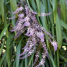 Image result for Cordyline stricta