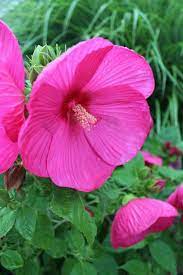 Hibiscus Perennial That Does Wonderful In Northern Ohio Beautiful Flowers Pink Flowers Flower Garden