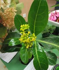 Image result for Psychotria capensis