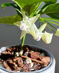 Image result for hoya multiflora