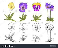 Violet Flowers Set Of Colored And Outline Flowers Violet Flower Tattoos Flower Drawing Flower Outline
