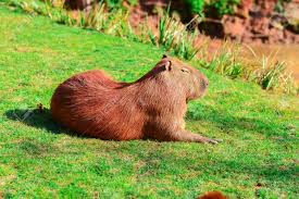 It can get up to 770 millimeters (30 inches) long and weigh up to 2.6 kilograms (5.5 pounds). Capybara Giant Rat Capistrano Bara Rodent Largest In The World Stock Photo Picture And Royalty Free Image Image 71554048