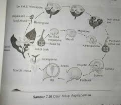 Maybe you would like to learn more about one of these? Angiospermae Tumbuhan Berbiji Tertutup Bioearthworm