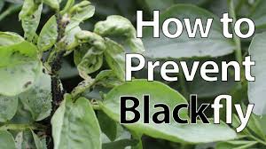 The black spots on tomatoes look leathery. How To Prevent Blackfly From Destroying Broad Bean Plants Youtube