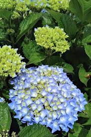 Beautiful Blue Flowers Photography Flower Art Nature Photography