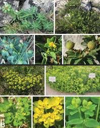 Image result for Euphorbia depauperata