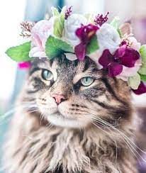 This Woman Takes The Most Breathtaking Photos Of Her Cats Wearing Floral Crowns Like True Queens Beautiful Cats Cats Raining Cats And Dogs