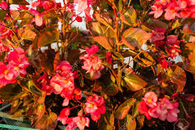 Maybe you would like to learn more about one of these? Bush Of Begonia Flowers Succulent Plant With Green And Brown Tender Leaves Brtanches And Trunk Stock Photo Picture And Royalty Free Image Image 30986138